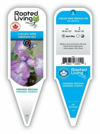 Iris sib. - 'Chilled Wine' Siberian Iris [Purple/Rd] 1 gal