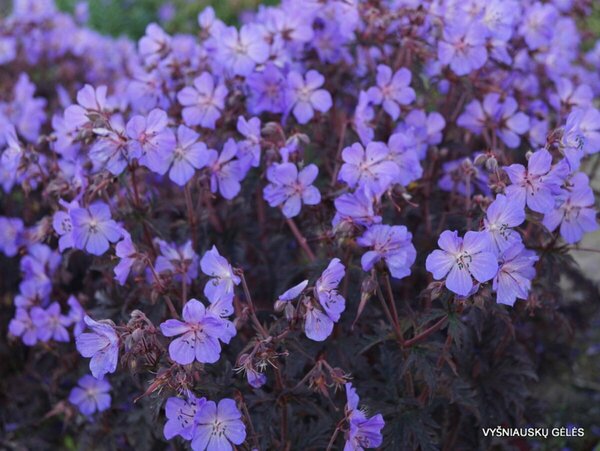 Geranium pra. - 'Dark Reiter' Cranesbill 11 cm Prem