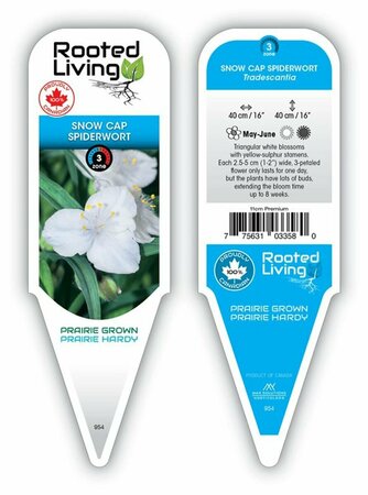 Tradescantia - 'Snowcap' Spiderwort 11 cm Prem - image 1