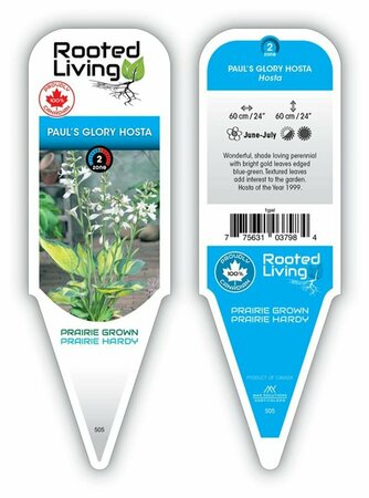 Hosta - 'Paul's Glory' [Gld/Bl-Gr] 1 gal outdoor - image 1
