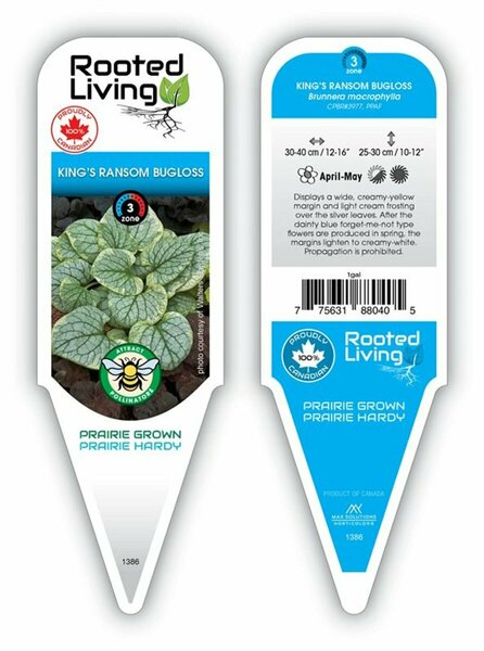 Brunnera mac. 'King's Ransom' 1 gal