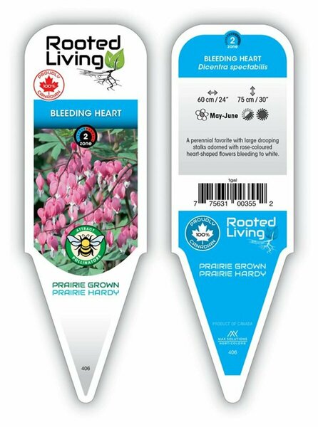 Dicentra spectabilis - Common Pink Bleeding Heart 1 gal - image 1