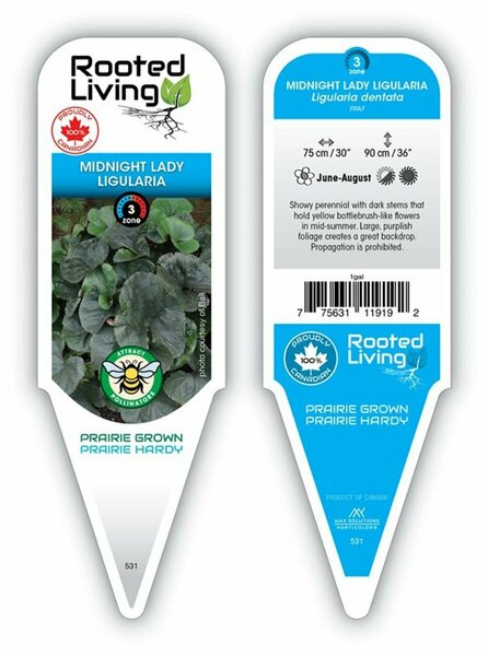 Ligularia dent. - 'Midnight Lady' 1 gal