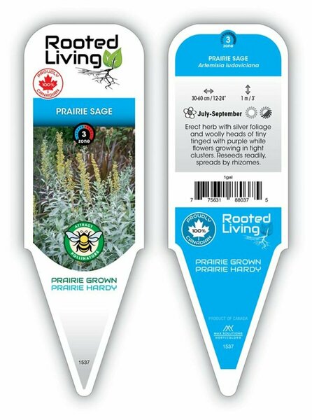 Artemisia ludoviciana - Prairie Sage [Native] 1 gal