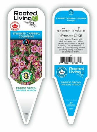 Aquilegia Songbird 'Cardinal' [Rd/Wht] 1 gal - image 1