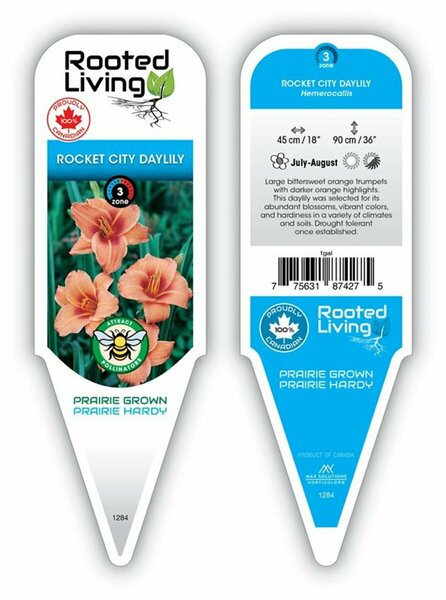 Hemerocallis - 'Rocket City' Daylily 1 gal