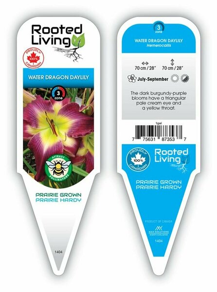 Hemerocallis - 'Water Dragon' Daylily [Ppl/ Yl] 1 gal - image 1