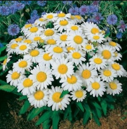 Leucanthemum - 'Snow Lady' Dwarf Shasta Daisy 1 gal - image 3
