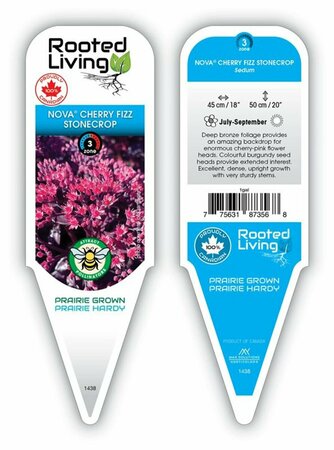 Sedum - Nova® 'Cherry Fizz' Stonecrop 1 gal - image 1