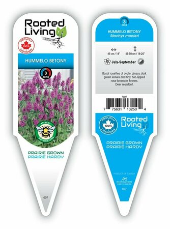 Stachys monieri - 'Hummelo' Betony 1 gal
