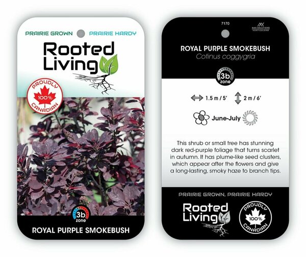 Cotinus cog. - 'Royal Purple' Smoke Bush 2 gal