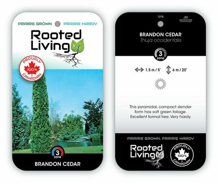 Thuja occ. - 'Brandon' Cedar 5 gal - image 1