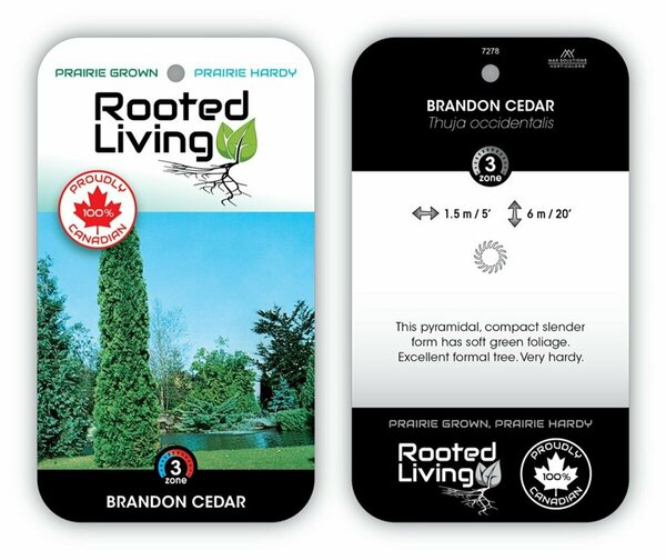 Thuja occ. - 'Brandon' Cedar 5 gal - image 1