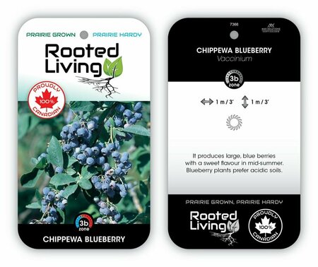 Vaccinium - 'Chippewa' Blueberry 1 gal - image 1