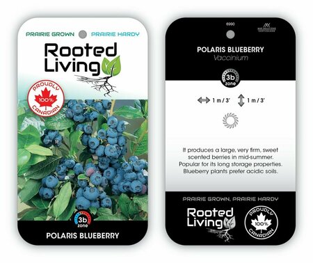 Vaccinium - 'Polaris' Blueberry 1 gal