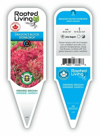 Sedum spurium 'Dragon's Blood' Stonecrop 9 cm (3.5")