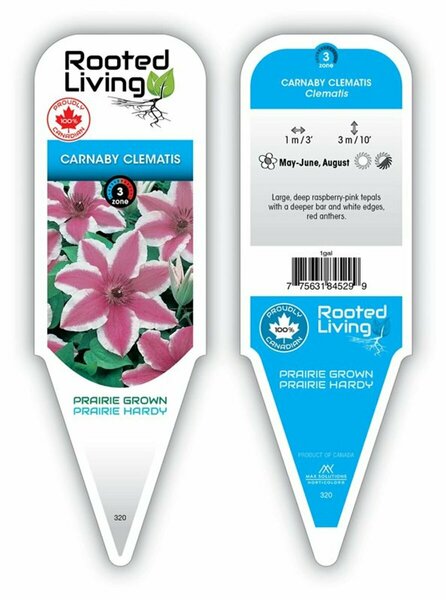 Clematis - 'Carnaby' [Pk/Wh] 1 gal
