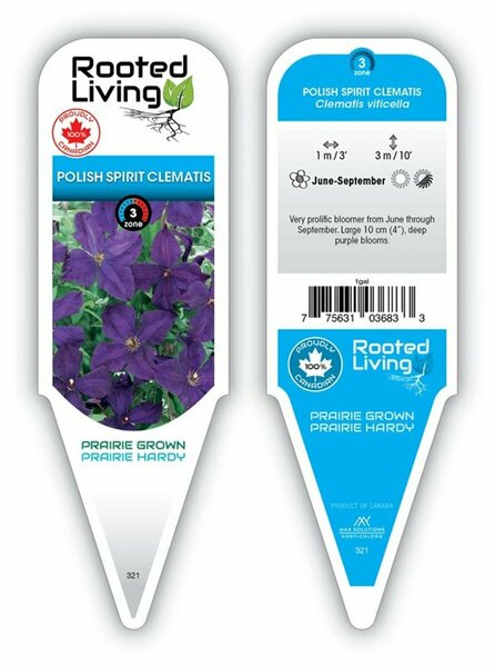 Clematis - 'Polish Spirit' [Pu] 1 gal