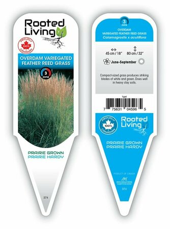 Calamagrostis x acu. - 'Overdam' Variegated Feather Reed Grass 1 gal - image 3