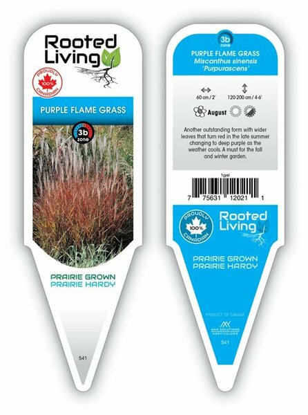 Miscanthus sin. - Purple 'Flame' Grass 1 gal