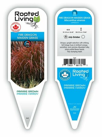 Miscanthus sin. - 'Fire Dragon' Maiden Grass 1 gal