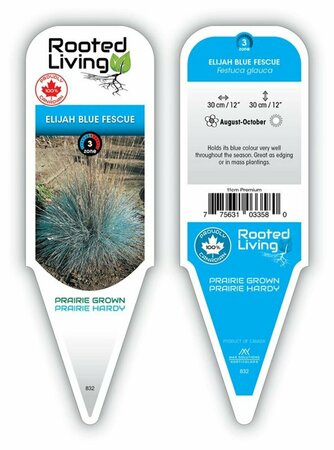 Festuca glauca - 'Elijah Blue' Fescue Grass 11 cm Prem
