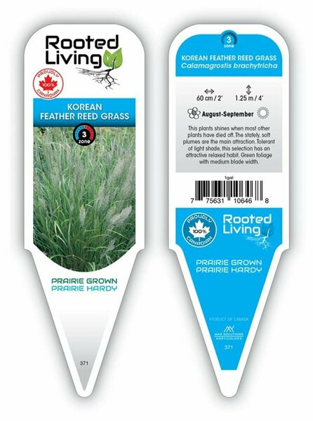 Calamagrostis brac. - Korean Fig Grass 1 gal outdoor