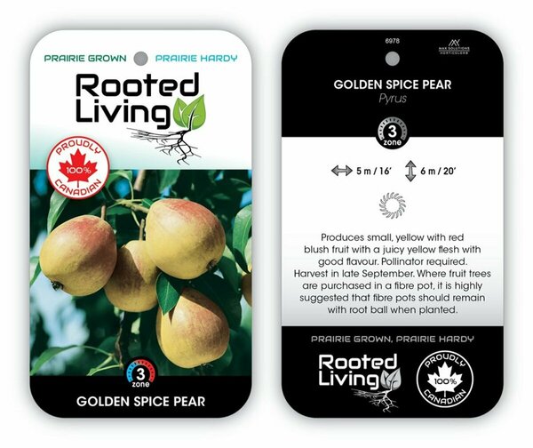 Pyrus - 'Golden Spice' Pear 5-6ft FP