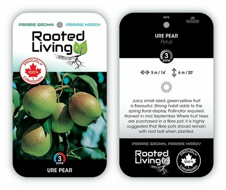 Pyrus ussuriensis - 'Ure' Pear 5-6ft FP - image 1