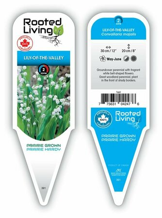 Convallaria majalis - Lily-of-the-Valley 9 cm (3.5")