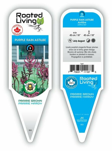 Astilbe chinensis - 'Purple Rain'  1 gal
