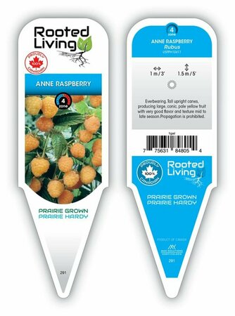 Rubus idaeus - 'Anne' Raspberry 1 gal