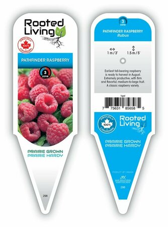 Rubus - 'Pathfinder' Raspberry 1 gal