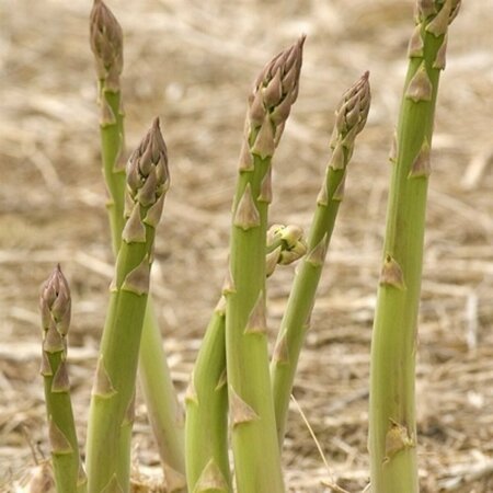 Asparagus 'Millenium' 11 cm Prem - image 1