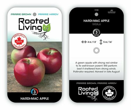 Malus - 'Hardi-Mac' Apple 5-6ft FP