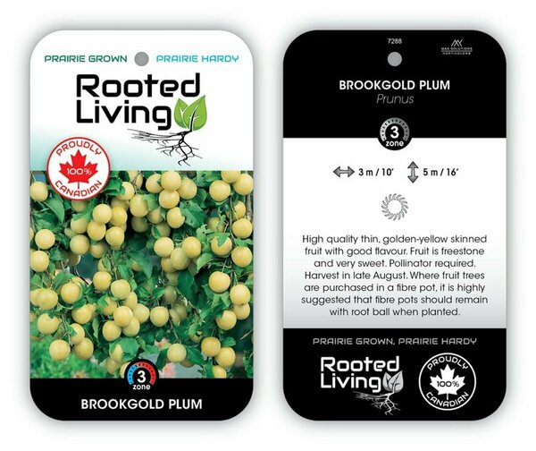 Prunus salicina - 'Brookgold' Plum 5-6ft FP