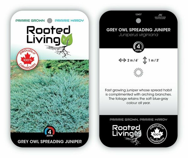 Juniperus virg. - 'Grey Owl' 2 gal - image 1