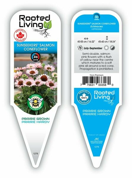 Echinacea - Sunseekers® Salmon Coneflower [Pi] 11 cm Prem