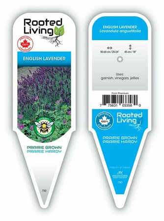Lavandula angustifolia - English Lavender / Munstead 9 cm (3.5")