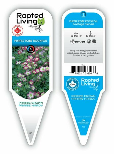 Saxifraga arendsii - Purple Robe Rockfoil 9 cm (3.5")
