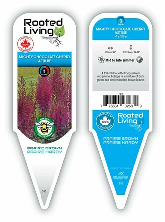 Astilbe - 'Mighty Chocolate Cherry'  1 gal