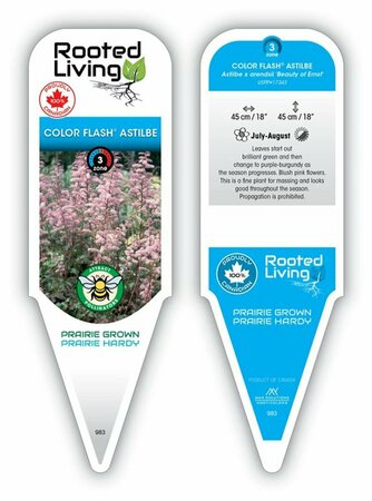 Astilbe chinensis - Color Flash Beauty of Ernst 1 gal
