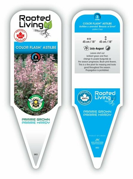 Astilbe chinensis - Color Flash Beauty of Ernst 1 gal
