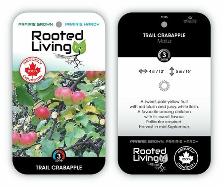 Malus - 'Trail' Crabapple 5-6ft FP