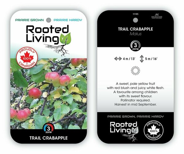 Malus - 'Trail' Crabapple 5-6ft FP