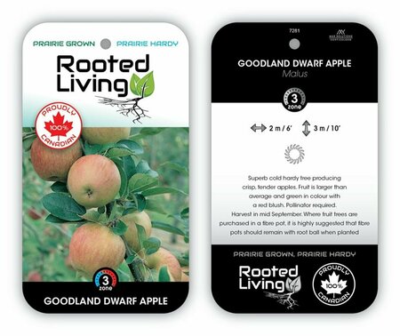 Malus - 'Goodland' Dwarf Apple 5-6ft FP