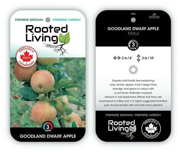 Malus - 'Goodland' Dwarf Apple 5-6ft FP