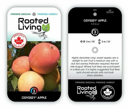 Malus - 'Odyssey' Dwarf Apple [Jefsey] 5-6ft FP