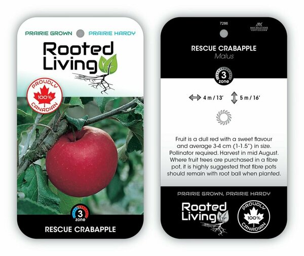 Malus - 'Rescue' Dwarf Crabapple 5-6ft FP - image 1