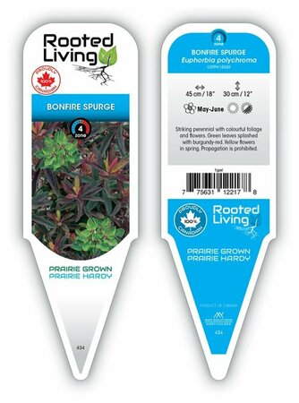 Euphorbia polychroma - 'Bonfire' Cushion Spurge 1 gal